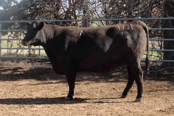 G A R PREDESTINED N1731