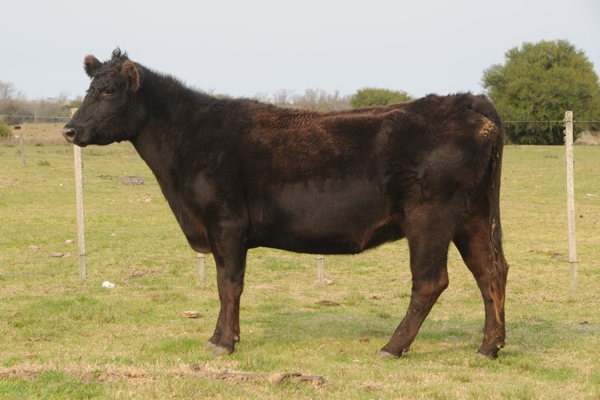 G A R SUNRISE 28N1250 280