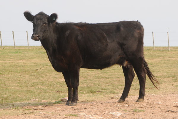 MS G A R SNRS CMPLT 1481 320