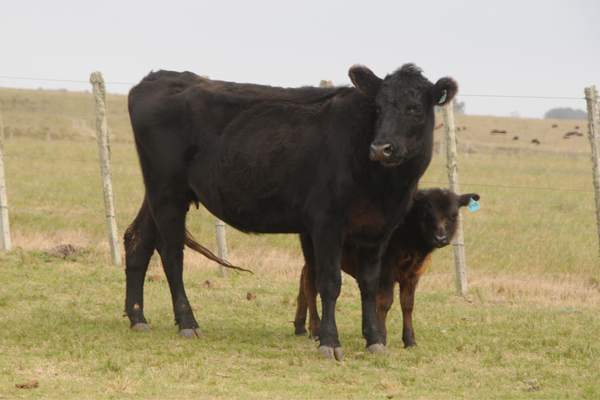 MS G A R SNRS CMPLT 1481 327